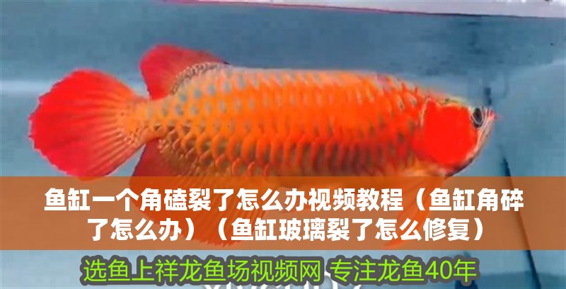 魚缸一個角磕裂了怎么辦視頻教程（魚缸角碎了怎么辦）（魚缸玻璃裂了怎么修復(fù)）
