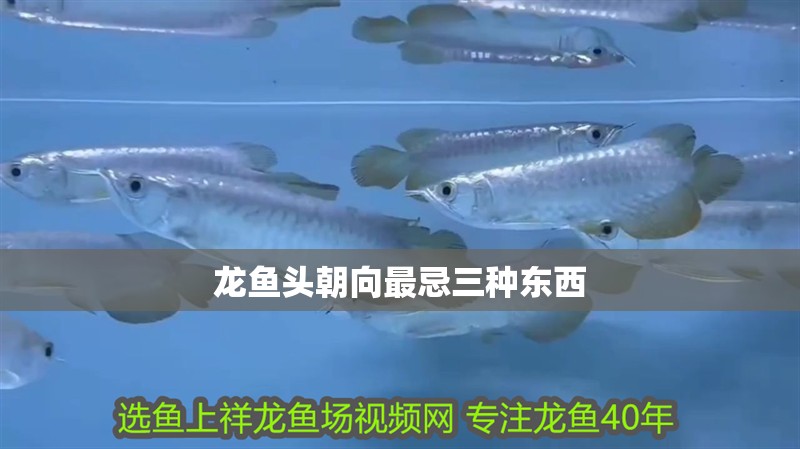 龍魚頭朝向最忌三種東西