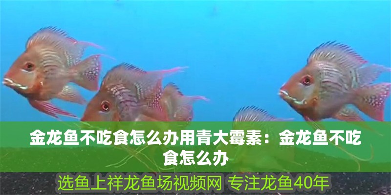 金龍魚不吃食怎么辦用青大霉素：金龍魚不吃食怎么辦