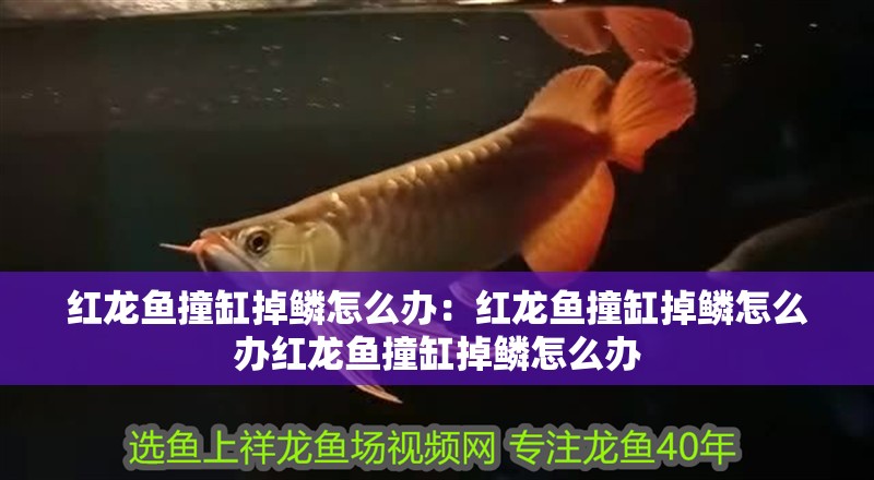 紅龍魚撞缸掉鱗怎么辦：紅龍魚撞缸掉鱗怎么辦紅龍魚撞缸掉鱗怎么辦