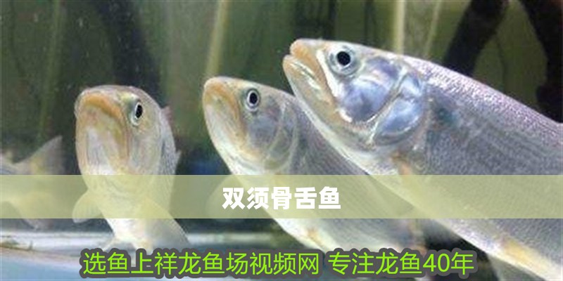 雙須骨舌魚