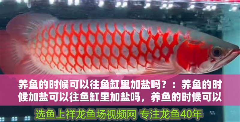 養魚的時候可以往魚缸里加鹽嗎？：養魚的時候加鹽可以往魚缸里加鹽嗎，養魚的時候可以加鹽嗎 養魚的時候可以往魚缸里加鹽嗎？：養魚的時候加鹽可以往魚缸里加鹽嗎，養魚的時候可以加鹽嗎 魚缸百科