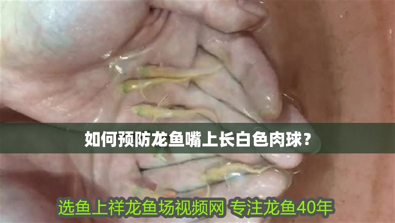 如何預防龍魚嘴上長白色肉球？