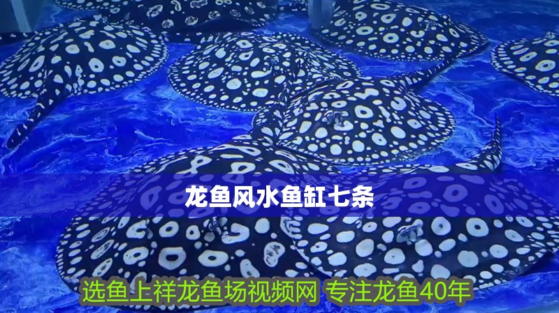 龍魚風水魚缸七條