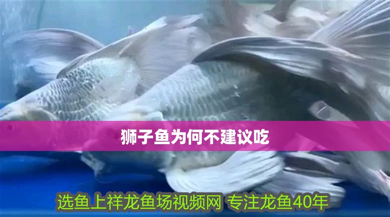 獅子魚為何不建議吃