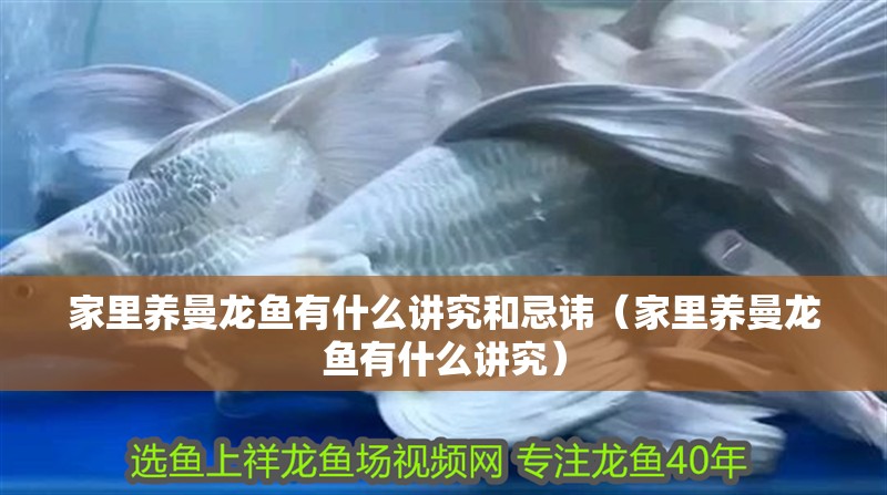 家里養曼龍魚有什么講究和忌諱（家里養曼龍魚有什么講究）