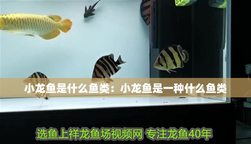 小龍魚是什么魚類：小龍魚是一種什么魚類