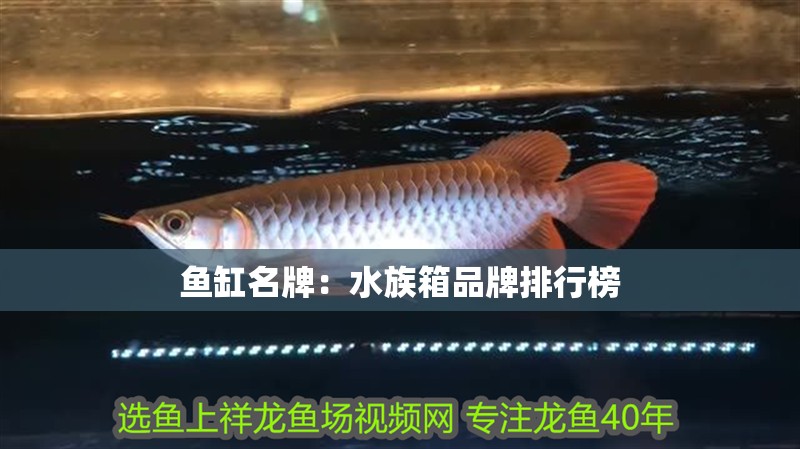 魚缸名牌：水族箱品牌排行榜