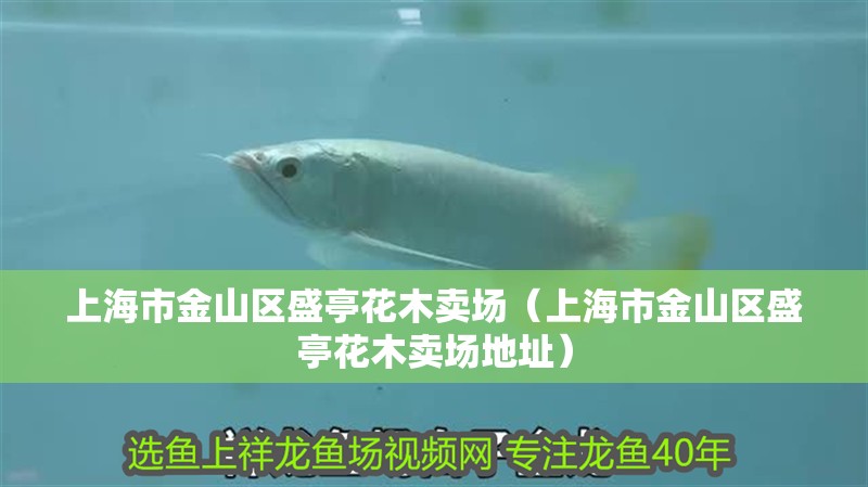 上海市金山區盛亭花木賣場（上海市金山區盛亭花木賣場地址）