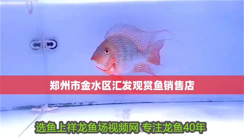 鄭州市金水區匯發觀賞魚銷售店