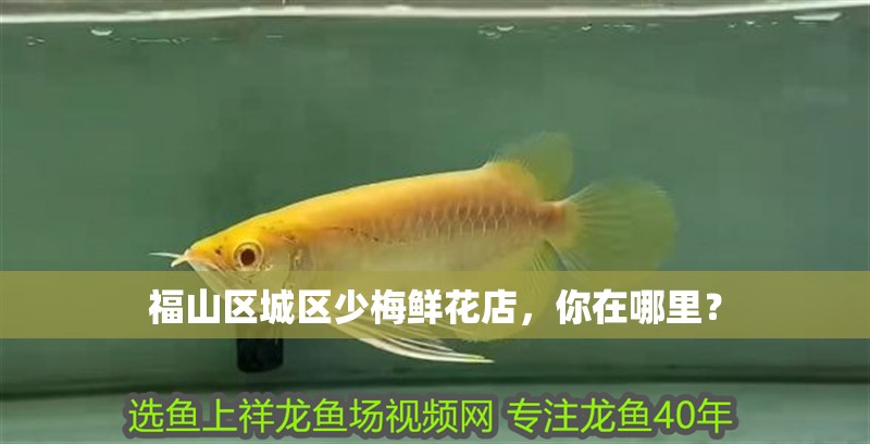 福山區城區少梅鮮花店，你在哪里？