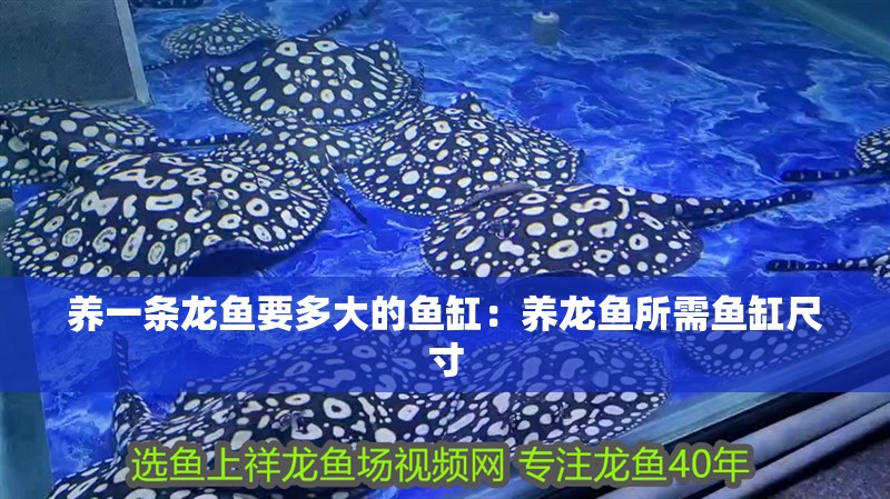養(yǎng)一條龍魚要多大的魚缸：養(yǎng)龍魚所需魚缸尺寸
