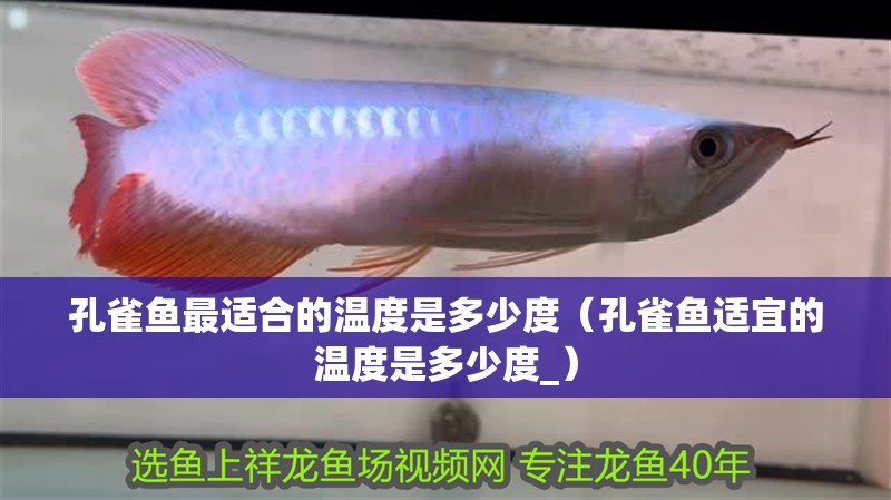 孔雀魚最適合的溫度是多少度（孔雀魚適宜的溫度是多少度_）
