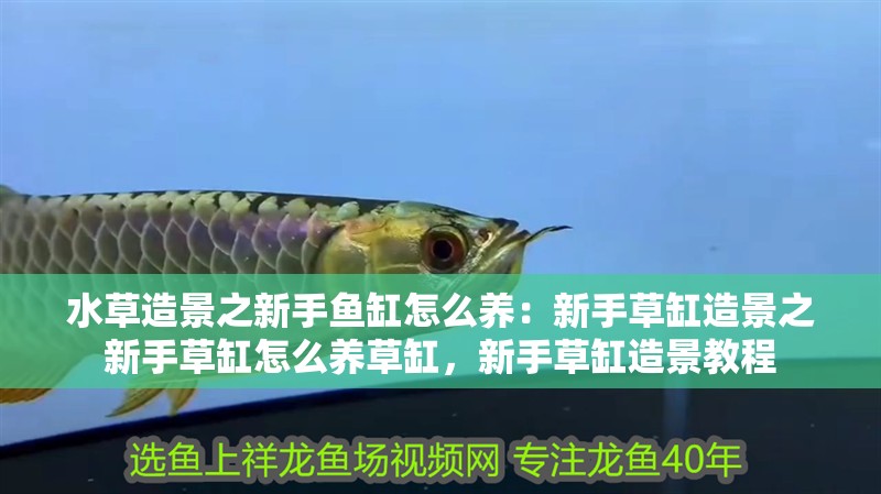 水草造景之新手魚缸怎么養：新手草缸造景之新手草缸怎么養草缸，新手草缸造景教程