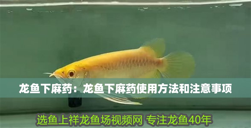 龍魚下麻藥：龍魚下麻藥使用方法和注意事項