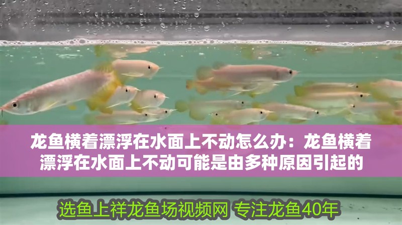龍魚橫著漂浮在水面上不動怎么辦：龍魚橫著漂浮在水面上不動可能是由多種原因引起的