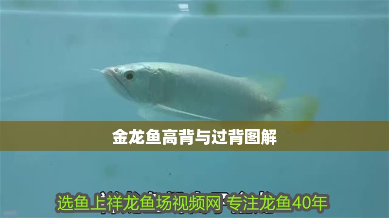 金龍魚(yú)高背與過(guò)背圖解