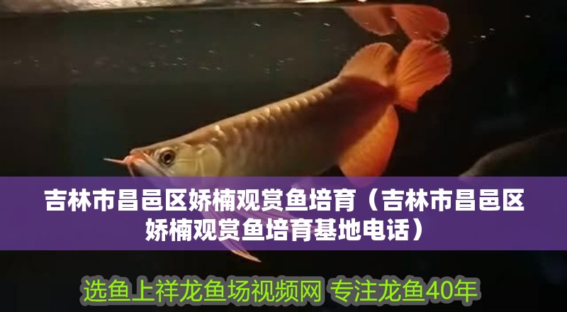 吉林市昌邑區(qū)嬌楠觀賞魚培育（吉林市昌邑區(qū)嬌楠觀賞魚培育基地電話）