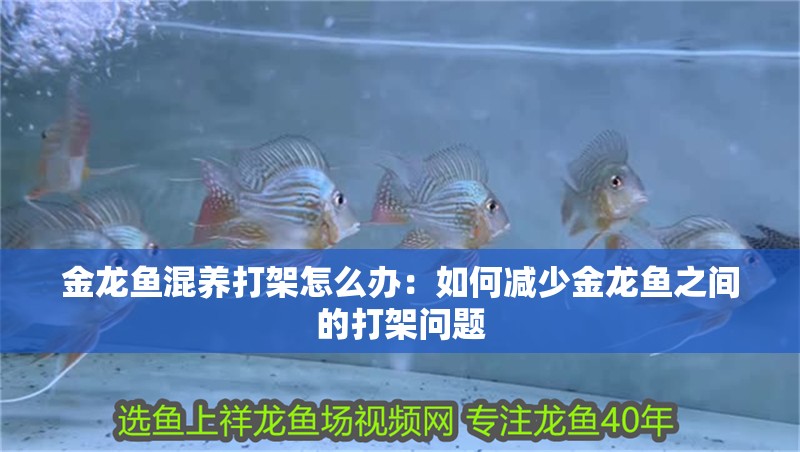 金龍魚混養(yǎng)打架怎么辦：如何減少金龍魚之間的打架問題