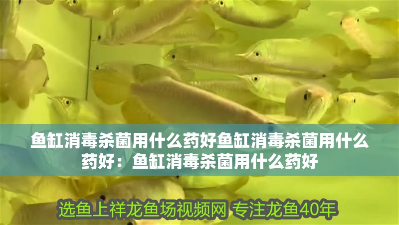 魚缸消毒殺菌用什么藥好魚缸消毒殺菌用什么藥好：魚缸消毒殺菌用什么藥好 魚缸消毒殺菌用什么藥好魚缸消毒殺菌用什么藥好：魚缸消毒殺菌用什么藥好 魚缸百科