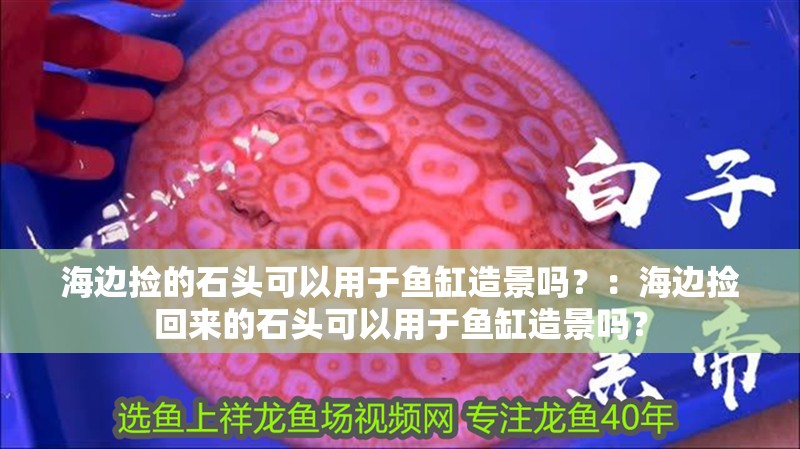 海邊撿的石頭可以用于魚缸造景嗎？：海邊撿回來的石頭可以用于魚缸造景嗎？