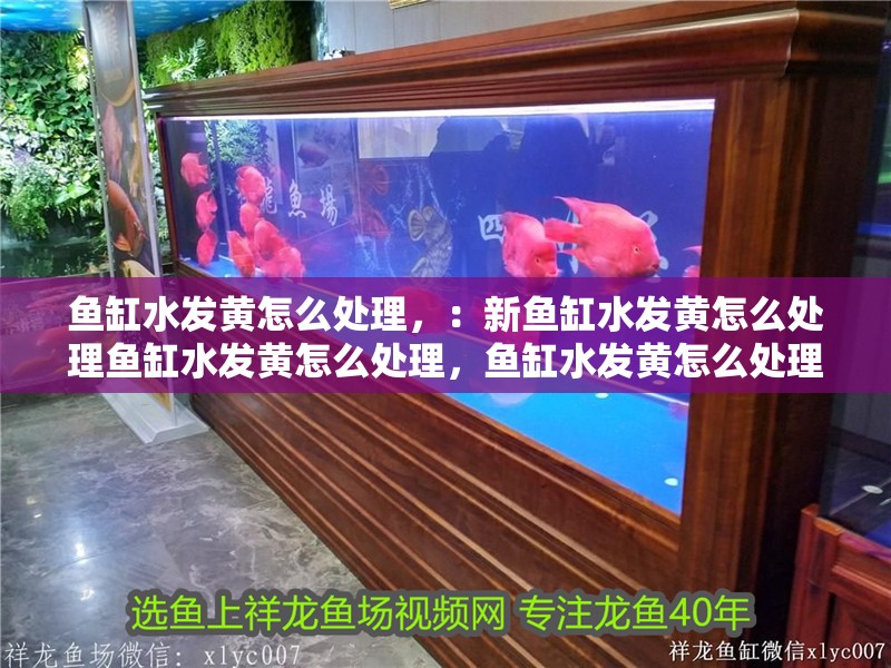 魚缸水發黃怎么處理，：新魚缸水發黃怎么處理魚缸水發黃怎么處理，魚缸水發黃怎么處理