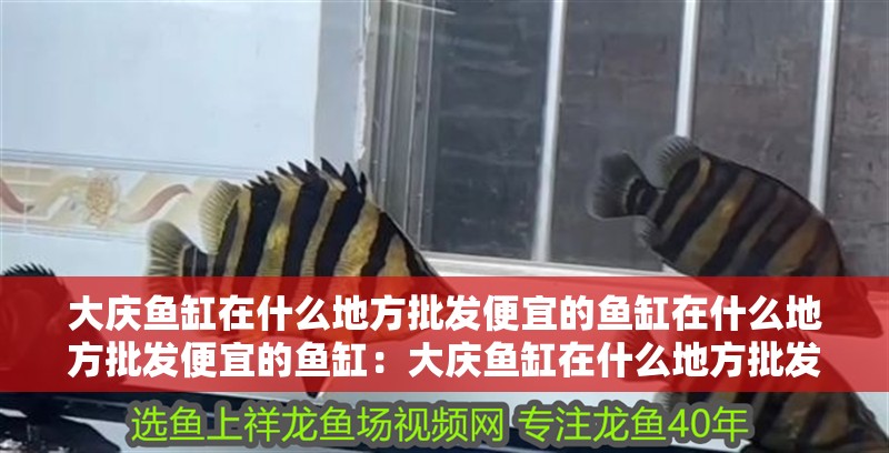 大慶魚(yú)缸在什么地方批發(fā)便宜的魚(yú)缸在什么地方批發(fā)便宜的魚(yú)缸：大慶魚(yú)缸在什么地方批發(fā)便宜的魚(yú)