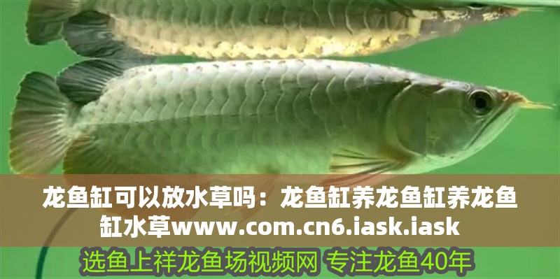 龍魚缸可以放水草嗎：龍魚缸養(yǎng)龍魚缸養(yǎng)龍魚缸水草www.com.cn6.iask.iask