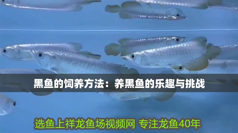 黑魚的飼養方法：養黑魚的樂趣與挑戰