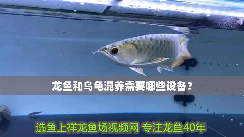 龍魚和烏龜混養(yǎng)需要哪些設(shè)備？