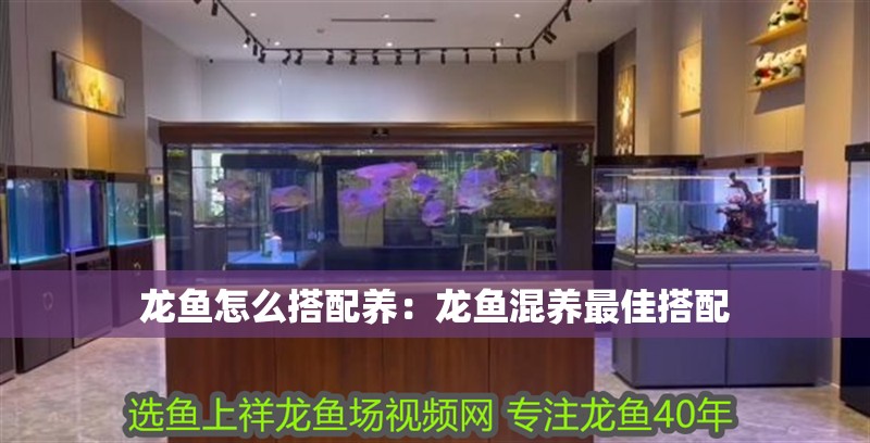 龍魚怎么搭配養(yǎng)：龍魚混養(yǎng)最佳搭配 龍魚怎么搭配養(yǎng)：龍魚混養(yǎng)最佳搭配 龍魚百科