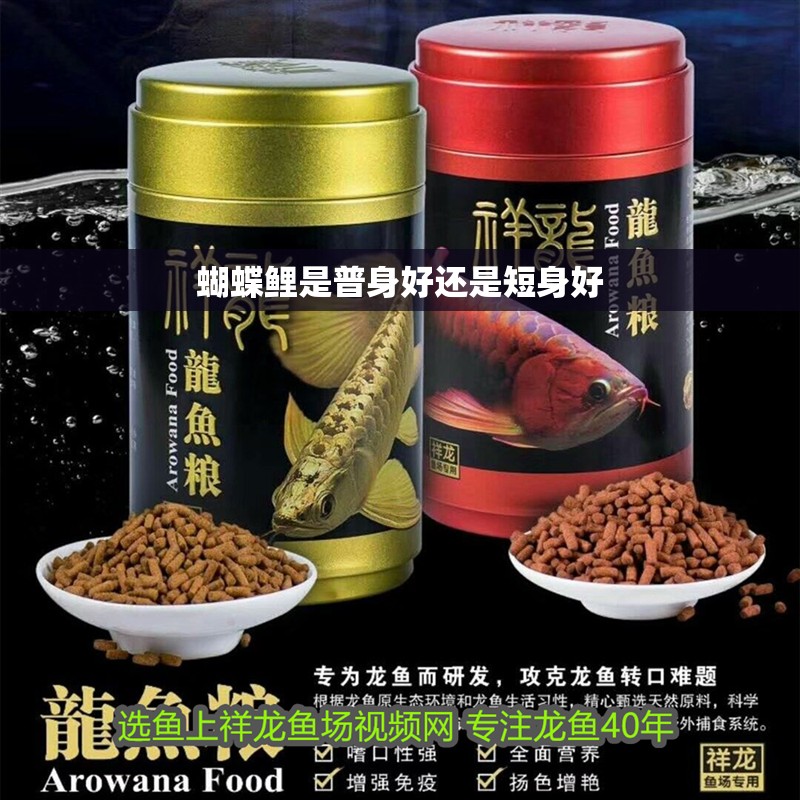 蝴蝶鯉是普身好還是短身好