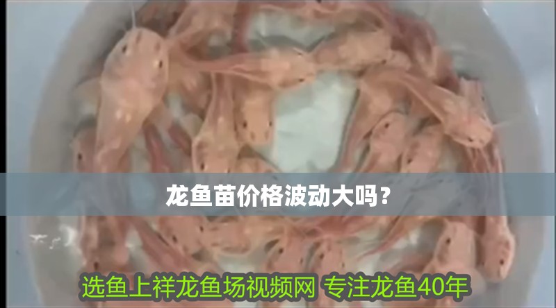 龍魚苗價(jià)格波動(dòng)大嗎？