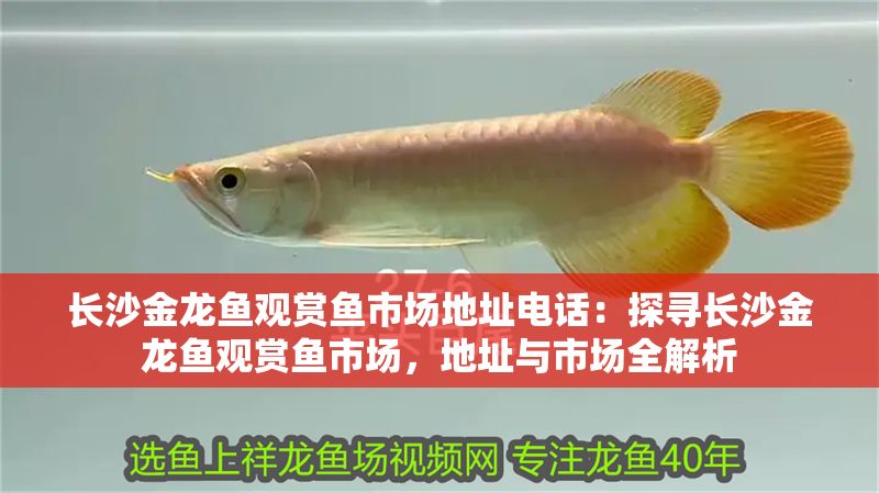 長沙金龍魚觀賞魚市場地址電話：探尋長沙金龍魚觀賞魚市場，地址與市場全解析