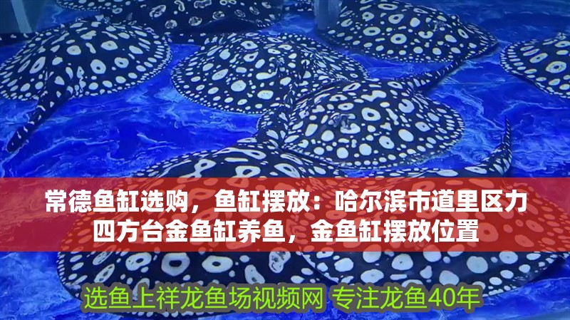 常德魚缸選購，魚缸擺放：哈爾濱市道里區力四方臺金魚缸養魚，金魚缸擺放位置