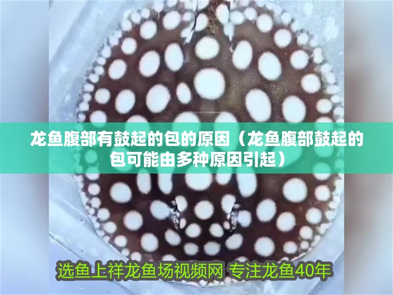 龍魚腹部有鼓起的包的原因（龍魚腹部鼓起的包可能由多種原因引起）