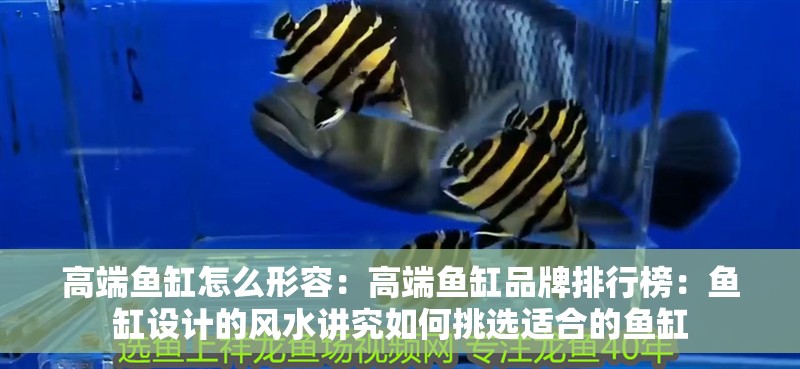 高端魚(yú)缸怎么形容：高端魚(yú)缸品牌排行榜：魚(yú)缸設(shè)計(jì)的風(fēng)水講究如何挑選適合的魚(yú)缸