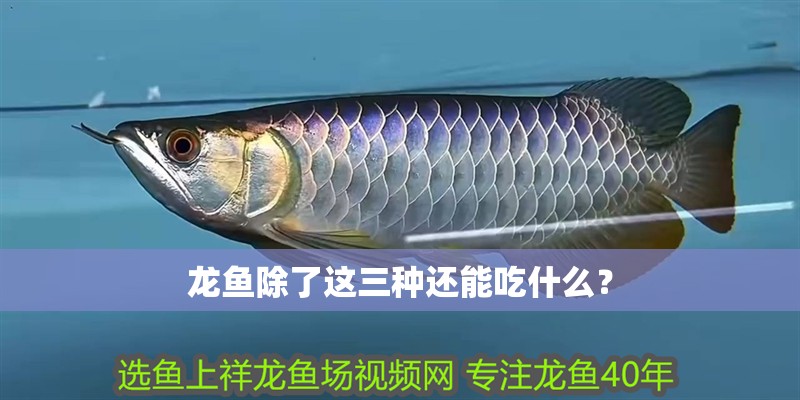龍魚除了這三種還能吃什么？