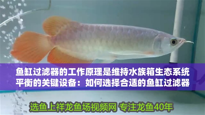 魚缸過濾器的工作原理是維持水族箱生態系統平衡的關鍵設備：如何選擇合適的魚缸過濾器