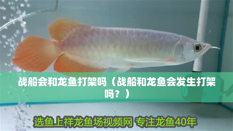 戰船會和龍魚打架嗎（戰船和龍魚會發生打架嗎？） 戰船會和龍魚打架嗎（戰船和龍魚會發生打架嗎？） 龍魚百科