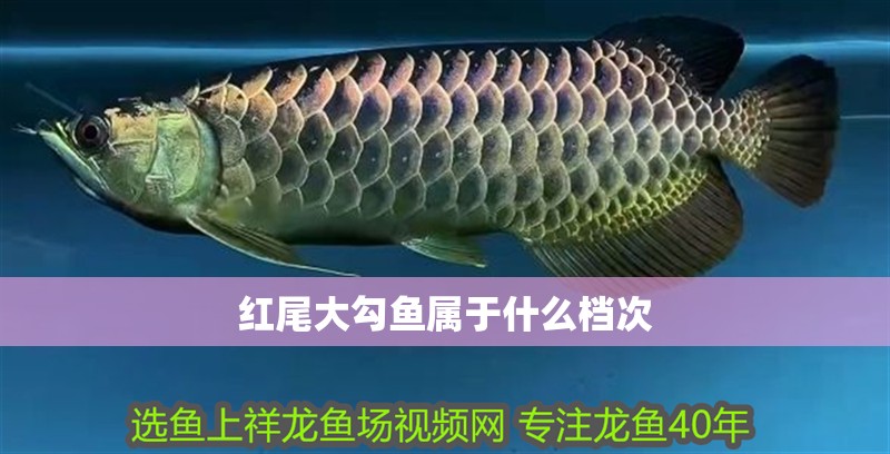 紅尾大勾魚屬于什么檔次