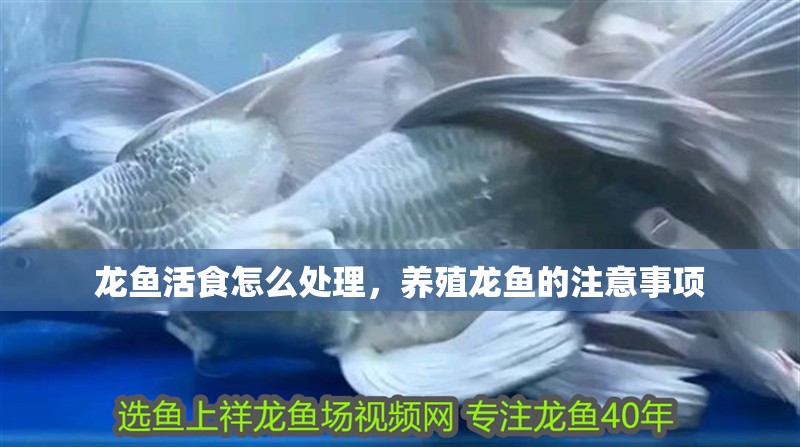 龍魚活食怎么處理，養(yǎng)殖龍魚的注意事項(xiàng)