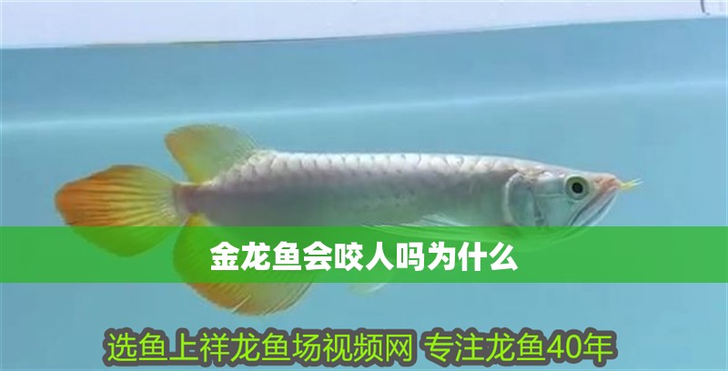 金龍魚會咬人嗎為什么