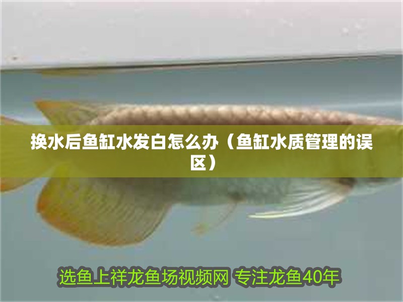 換水后魚缸水發白怎么辦（魚缸水質管理的誤區） 換水后魚缸水發白怎么辦（魚缸水質管理的誤區） 魚缸百科