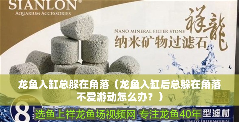 龍魚入缸總躲在角落（龍魚入缸后總躲在角落不愛游動怎么辦？）