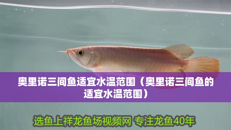 奧里諾三間魚適宜水溫范圍（奧里諾三間魚的適宜水溫范圍）