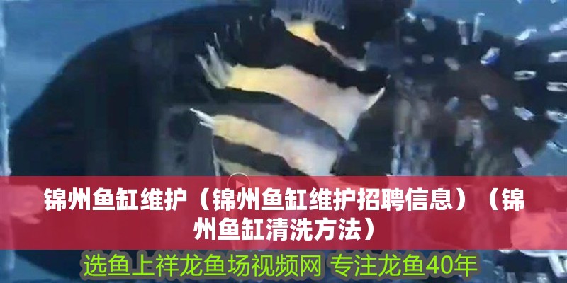 錦州魚缸維護（錦州魚缸維護招聘信息）（錦州魚缸清洗方法）