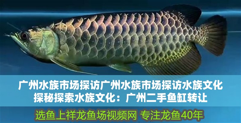 廣州水族市場探訪廣州水族市場探訪水族文化探秘探索水族文化：廣州二手魚缸轉讓
