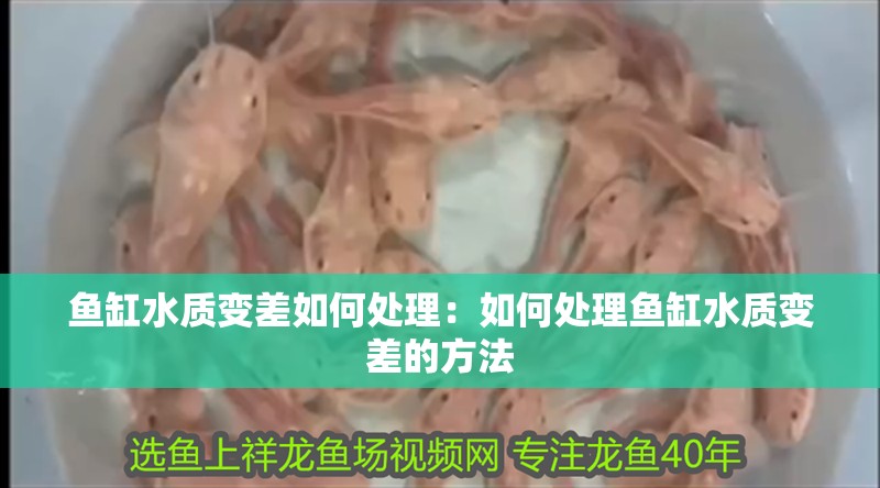 魚缸水質變差如何處理：如何處理魚缸水質變差的方法