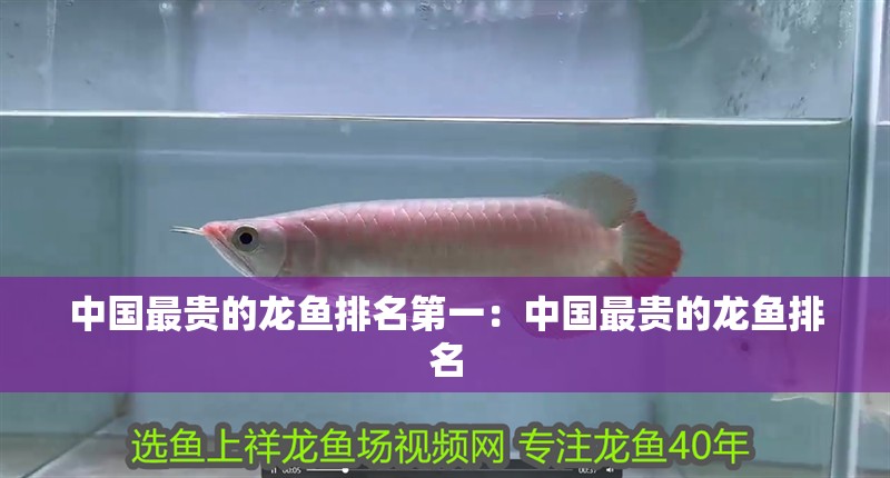 中國最貴的龍魚排名第一：中國最貴的龍魚排名